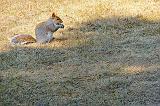 Squirrel In The Sun_DSCF01026